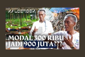 Rahasia Budidaya Belut Kang Wardi, Modal 300 Ribu Jadi 900 Juta