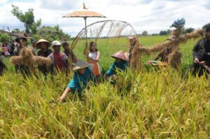 Mengenal Delanggu Klaten, Daerah Penghasil Beras Unggulan yang Punya Banyak Objek Wisata Hits.MOJOK.CO
