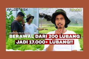Rahasia Budidaya Kebun Sayur Hidroponik di Sleman, Dari 200 Lubang Kini Capai 17 Ribu Lubang