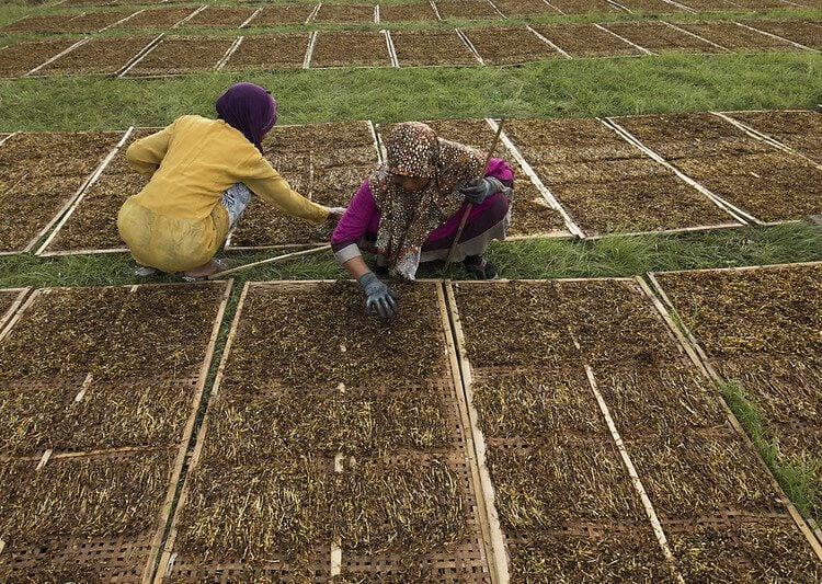 Kemenkes serampangan dalam susun R Permenkes yang di dalamnya ada aturan bungkus rokok polos MOJOK.CO