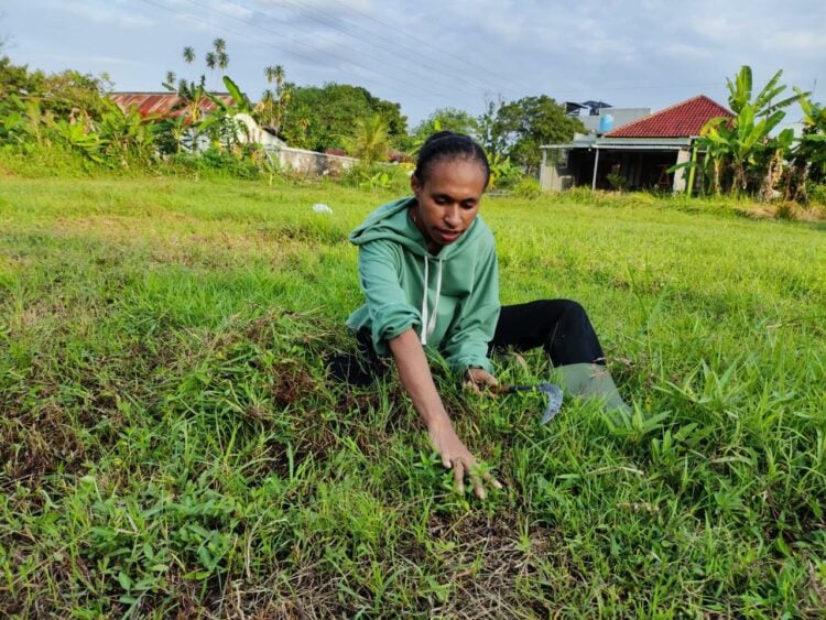 Mengembangkan peternakan sapi di Papua. MOJOK.CO