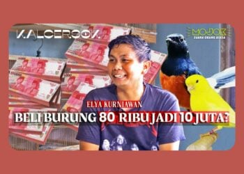 Rahasia Sukses Peternak Burung di Dalam Kamar Kos, Dapat Untung Hingga Jutaan