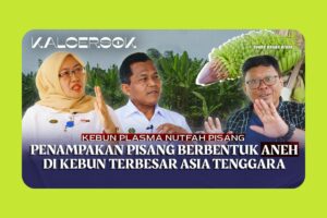 Kebun Plasma Nutfah Pisang: Kebun Konservasi Pisang Terbesar di Asia Tenggara