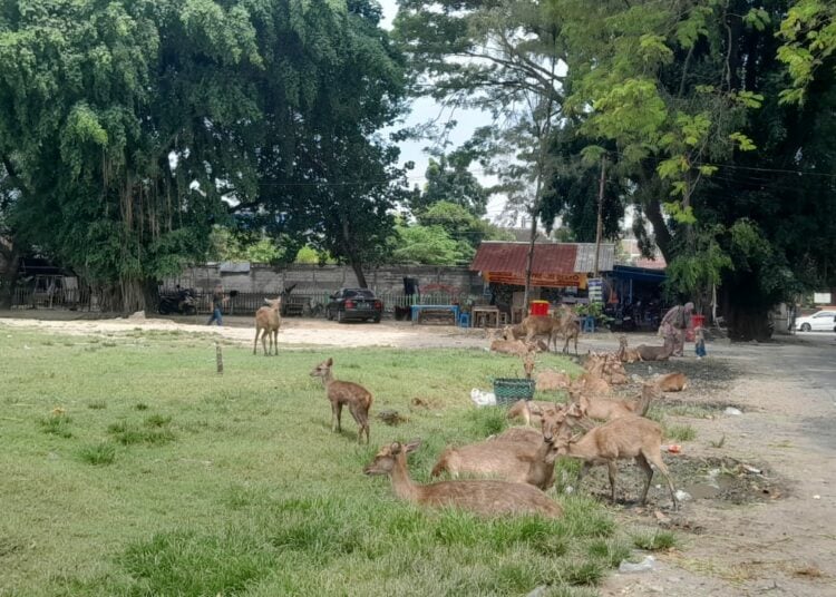 Taman Sriwedari. MOJOK.CO