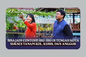 KWT Srikandi Mrican: Menumbuhkan Kebun Harapan dari Lahan Terbatas di Tengah Kota