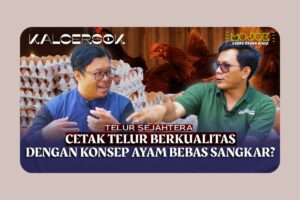 Ayam Bahagia, Telur Ayam Sejahtera: Begini Cara Beternak Anti Stres ala UGM