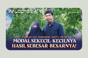 Cerita Petani Kelengkeng Kebun Watugede Sleman, Satu Pohon Bisa Panen Sampai 40 Kilogram