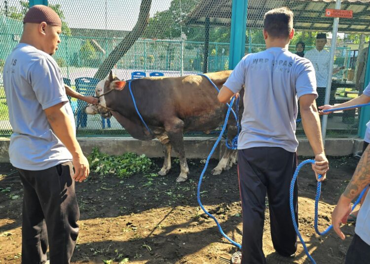 Hewan kurban. MOJOK.CO