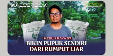 Tak Sekadar Gulma: Rumput Liar Bisa Jadi Pupuk yang Bermakna