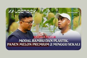 Kiat Panen Melon Premium Hidroponik Modal Bambu dan Plastik ala Unijava Farm