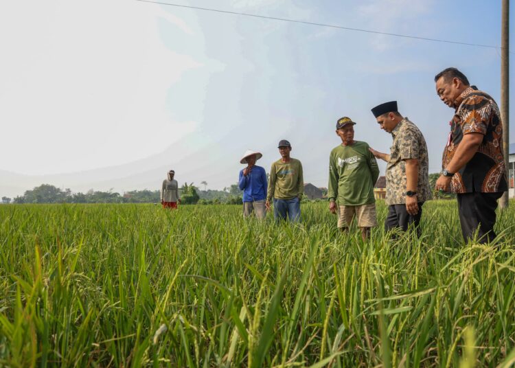 Wakil Gubernur Jawa Tengah, Taj Yasin salurkan bantuan benih padi ke petani Grobogan MOJOK.CO