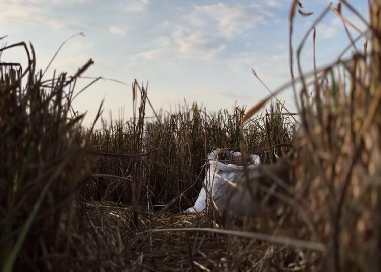 Karung berisi padi sisa panen di sawah bekas MOJOK.CO