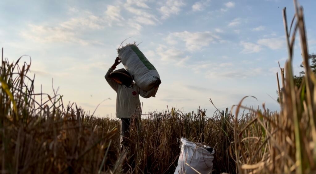 Warga Desa Nusajati, Cilacap, mengais padi sisa panen raya MOJOK.CO
