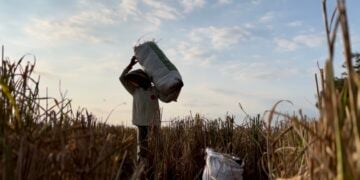 Warga Desa Nusajati, Cilacap, mengais padi sisa panen raya MOJOK.CO