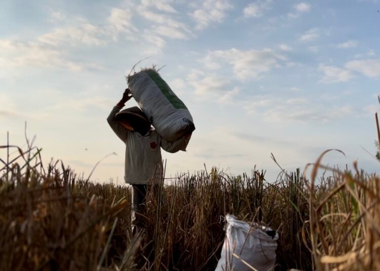 Warga Desa Nusajati, Cilacap, mengais padi sisa panen raya MOJOK.CO