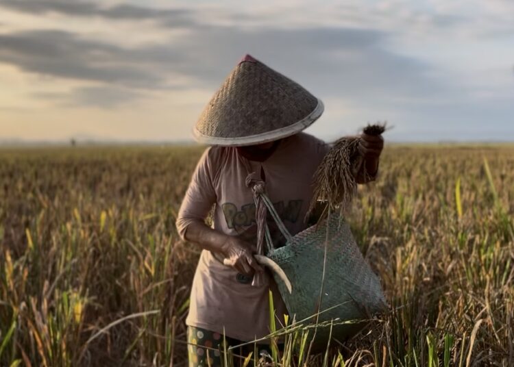 Warga Desa Nusajati, Cilacap, mengais padi sisa panen raya MOJOK.CO