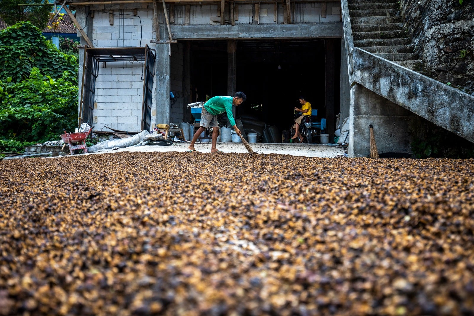 petani kopi.MOJOK.CO