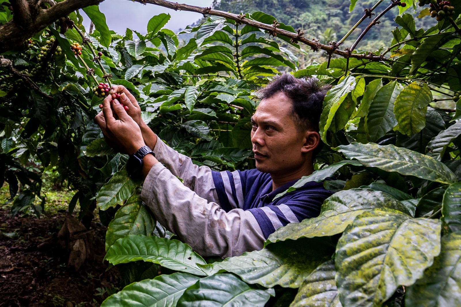 petani kopi.MOJOK.CO