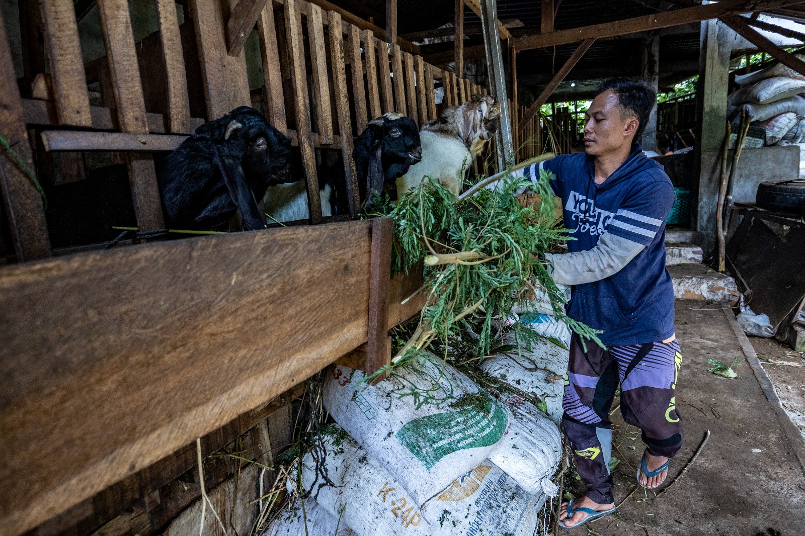 pupuk kotoran hewan, ternak.MOJOK.CO