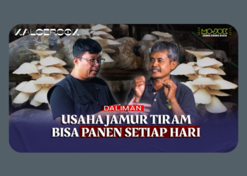 Daliman dan Perjuangannya Membangun Bisnis Jamur Tiram Rumahan