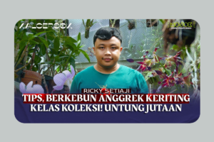 Cerita Sukses Membangun Bisnis Anggrek Rumahan di Jogja, Bermodal Pengalaman Saat Kuliah