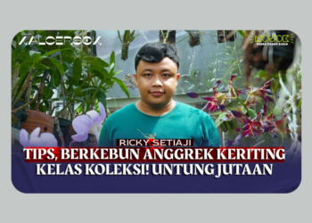 Rikcy: Bermodal pengalaman perkuliahan kini sukses membangun bisnis Anggrek rumahan