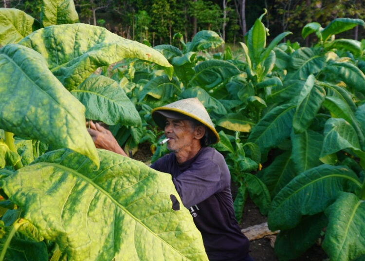 Nurwiyadi, petani tembakau Siluk di Dusun Srunggo II, Imogiri, Bantul MOJOK.CO