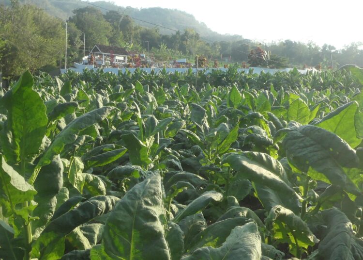 Tembakau Siluk di ladang Restianti MOJOK.CO