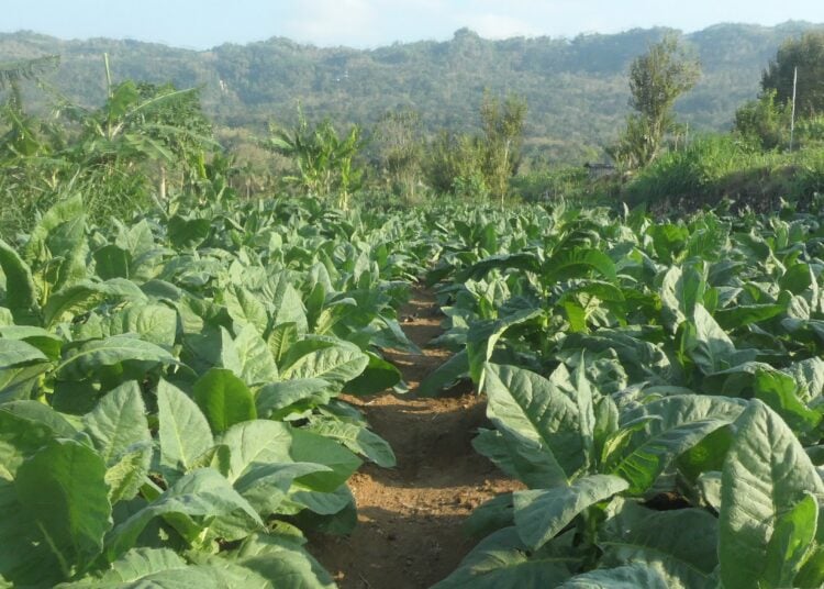 Ladang milik Kisutoro dan Sukmini MOJOK.CO