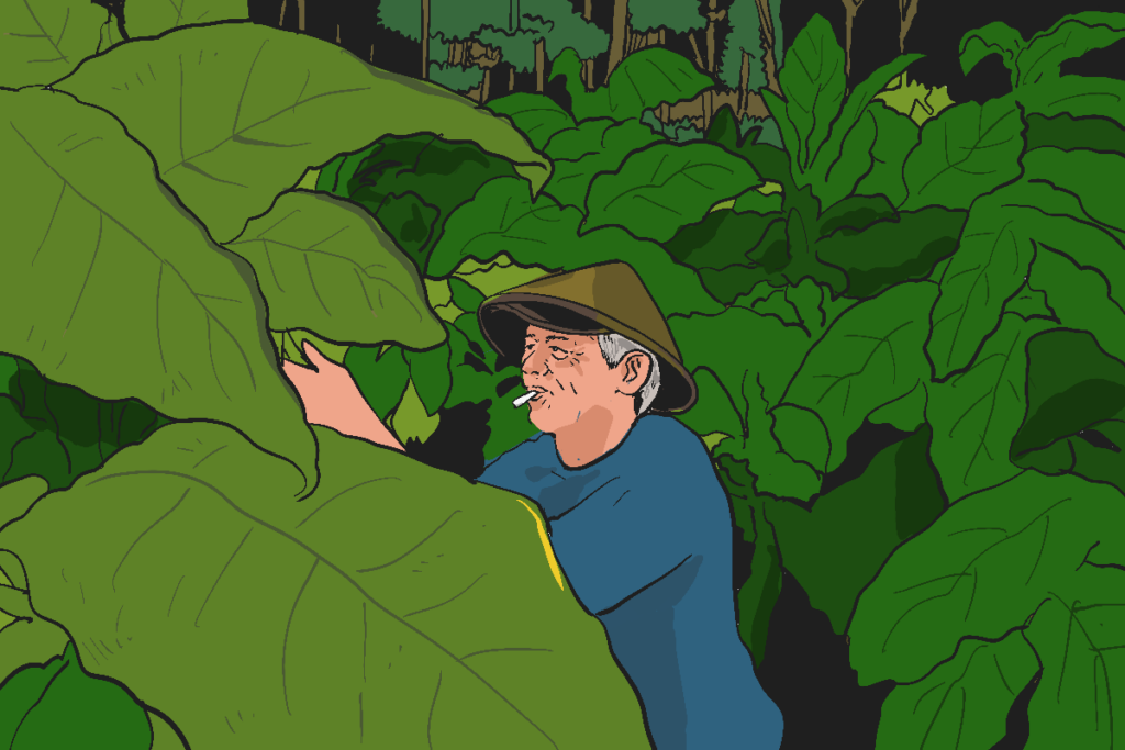 Tembakau Siluk: rumah, teman, dan nyawa bagi petani Srunggo-Kalidadap Imogiri, Bantul MOJOK.CO