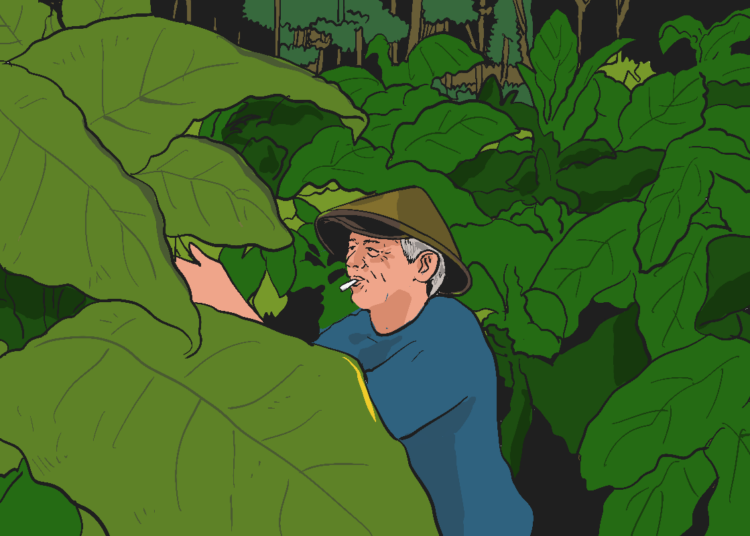 Tembakau Siluk: rumah, teman, dan nyawa bagi petani Srunggo-Kalidadap Imogiri, Bantul MOJOK.CO