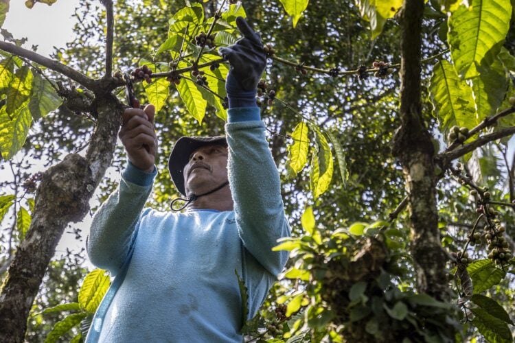 Kasbun, petani kopi dan jeruk pamelo MOJOK.CO