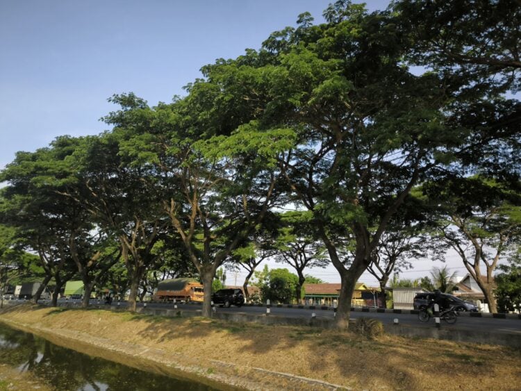 Rindangnya pohon <yoastmark class=