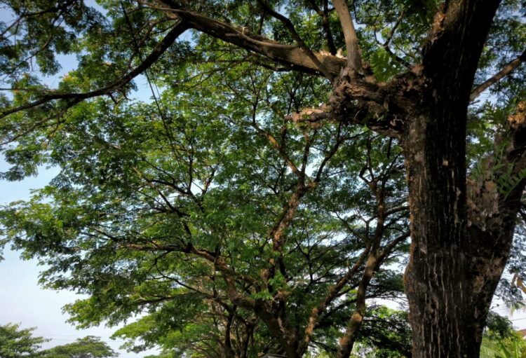 Rindangnya pohon <yoastmark class=