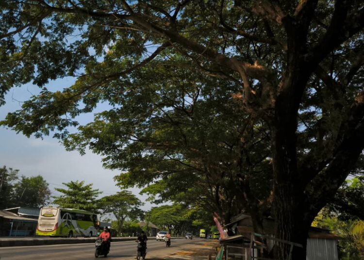 Rindangnya pohon <yoastmark class=