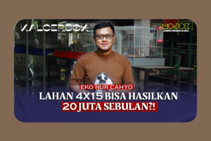 Peternak Muda Sleman Ini Buktikan Kelinci Hias Bisa Jadi Bisnis yang Menjanjikan