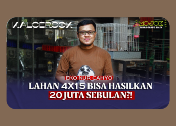 Peternak Muda Sleman Ini Buktikan Kelinci Hias Bisa Jadi Bisnis Menjanjikan