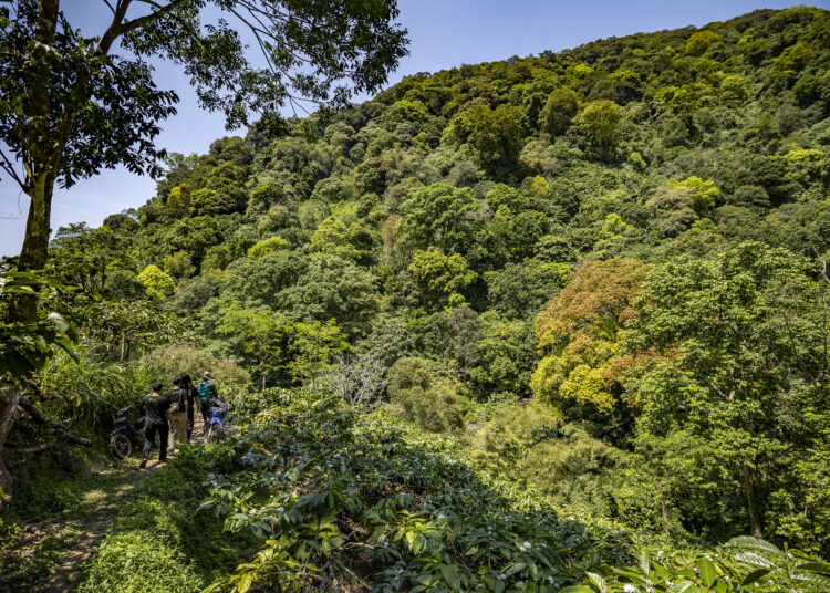 Rimbun hutan di lereng Gunung Muria MOJOK.CO