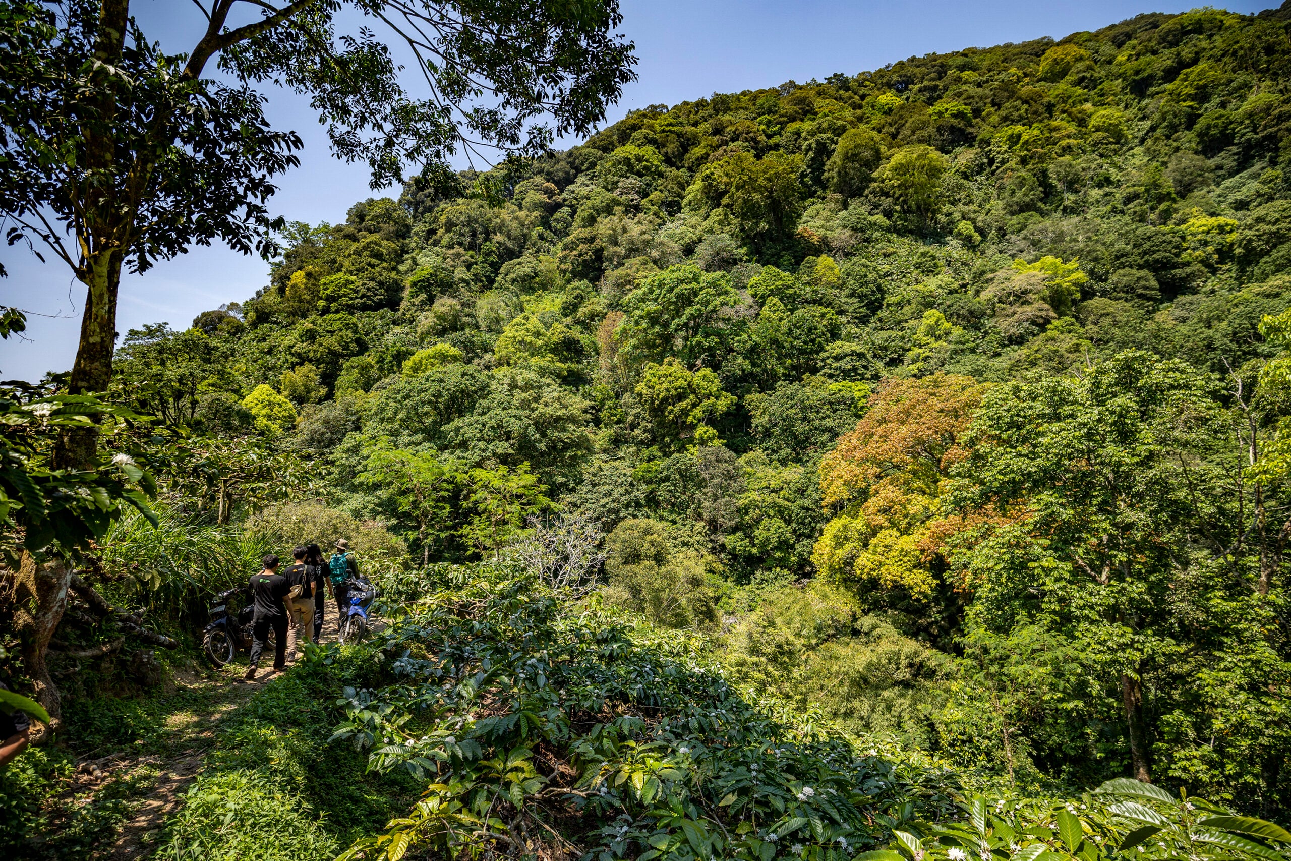 hutan muria.MOJOK.CO