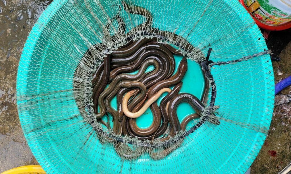 Pelaku Budidaya Belut Membeberkan 3 Hal yang Perlu Diperhatikan Pemula Mojok.co