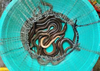 Pelaku Budidaya Belut Membeberkan 3 Hal yang Perlu Diperhatikan Pemula Mojok.co