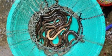 Pelaku Budidaya Belut Membeberkan 3 Hal yang Perlu Diperhatikan Pemula Mojok.co