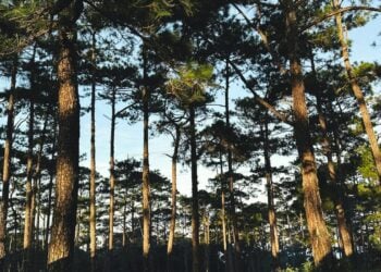 4 Alasan Warga Lokal Malas Berwisata ke Gunung Tidar Magelang