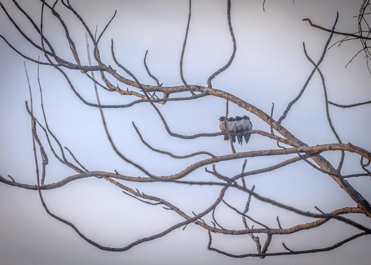 burung kutilang. MOJOK.CO