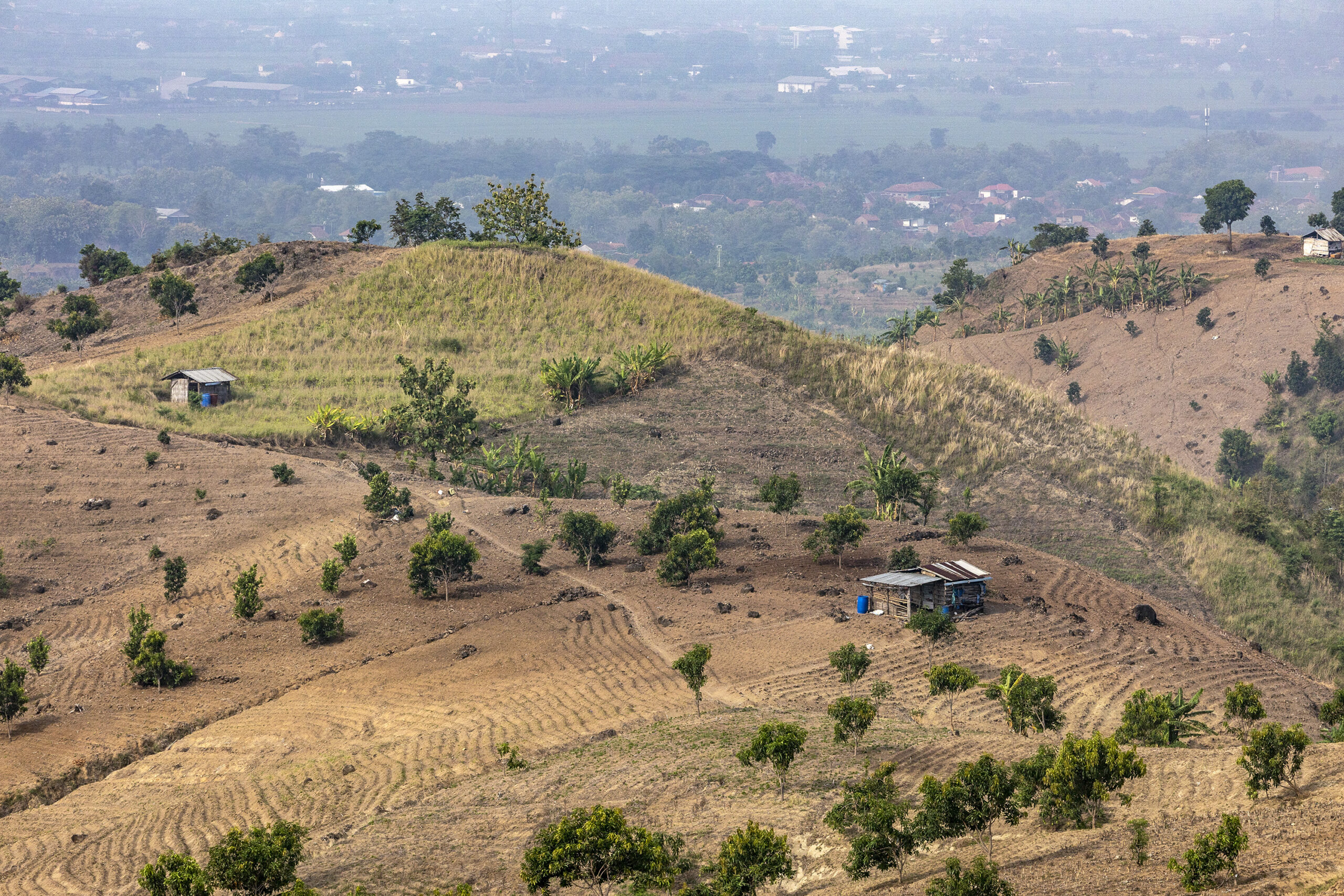Bukit Patiayam, Pohon Beringin, Lereng Muria.MOJOK.CO