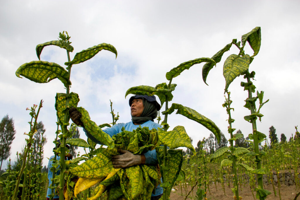 Purbaya Hendak Selamatkan Petani, tapi Malah Dijegal (Rokok Indonesia:Ekosaint)