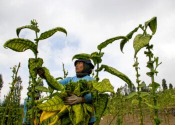 Purbaya Hendak Selamatkan Petani, tapi Malah Dijegal (Rokok Indonesia:Ekosaint)