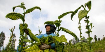 Purbaya Hendak Selamatkan Petani, tapi Malah Dijegal (Rokok Indonesia:Ekosaint)