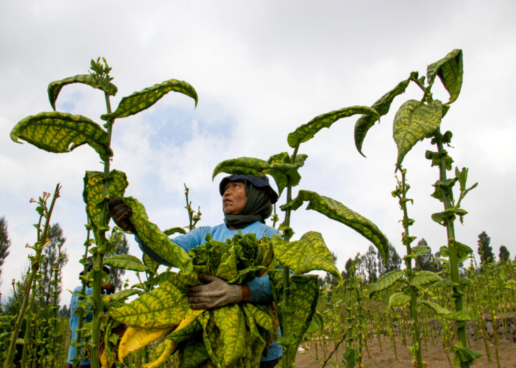 Purbaya Hendak Selamatkan Petani, tapi Malah Dijegal (Rokok Indonesia:Ekosaint)
