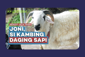 Kisah Peternak Kambing di Sleman yang Menyulap Kotoran Jadi Bisnis Pupuk Organik Menguntungkan